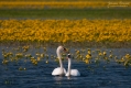 075_Biebrza - kwiecien 2011